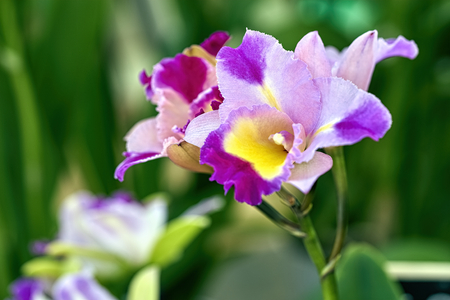 Cattleya Orchid Flowers in the gardenの写真素材