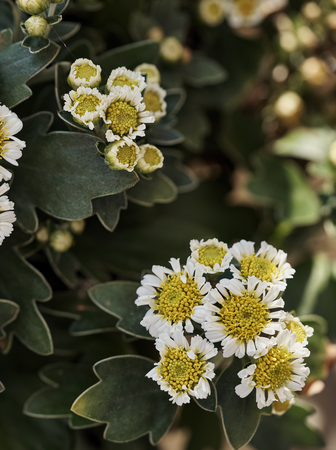 an ajania plant with its flowers from the daisy familyの写真素材