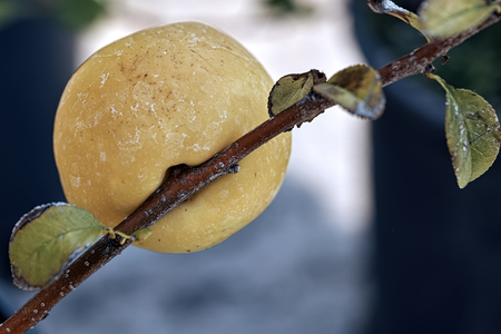 Flowering quince, cydonia oblonga pome fruit with slightly tart flavorの写真素材