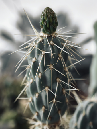 Apex of a thorny fat plant with long quills