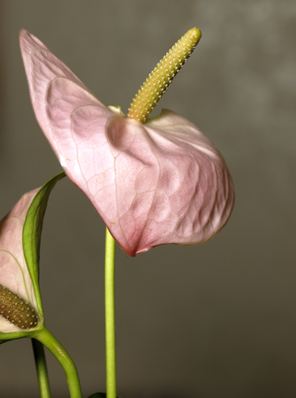 Close-up of an anthurium andraeanum (a herbaceous plant from the rain forests of Central and South America.の写真素材