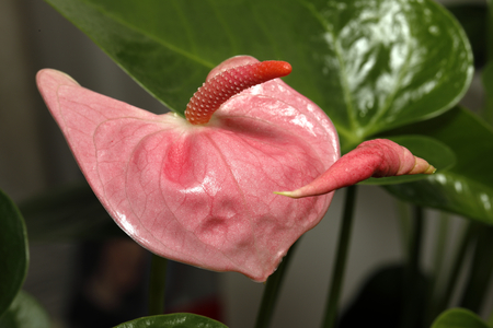 Close-up of an anthurium andraeanum (a herbaceous plant from the rain forests of Central and South America.の写真素材