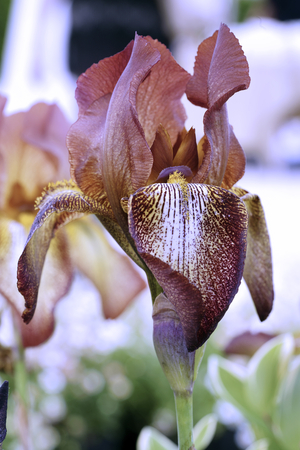 multicolored iris flower (lily) with intense aromaの写真素材