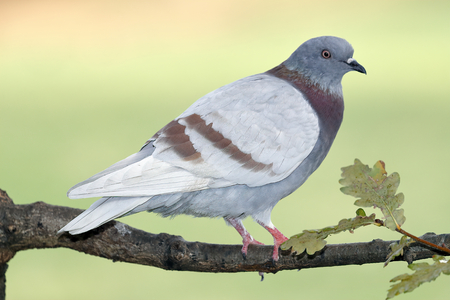 a wild pigeon (columba livia) perched on a branch