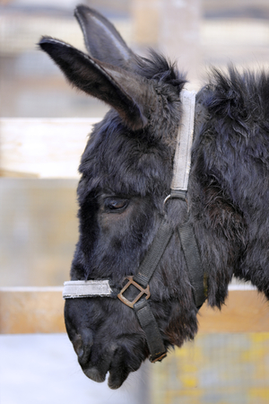close-up of the profile of a black donkey in the barnの写真素材