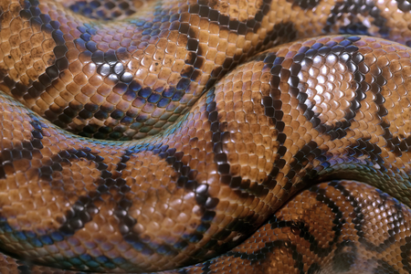 background of a python rolled up with multicolored skin