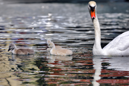 mute swan - cygnus olor - swims with its ducklings in the lakeの写真素材