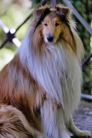 Scottish shepherd dog or Scotch Collie in a sitting positionの写真素材