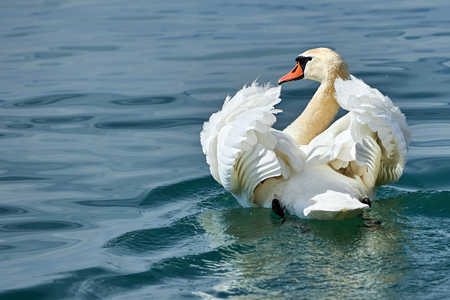 Swan swims in the lake with its wings raisedの写真素材
