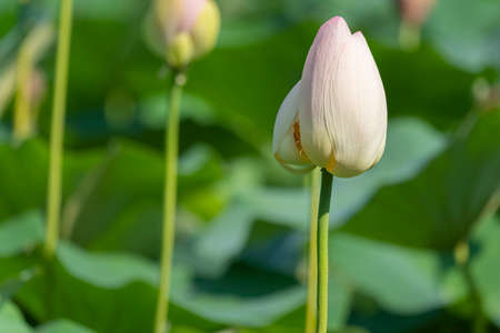 Lotus flower bud waiting to bloomの写真素材