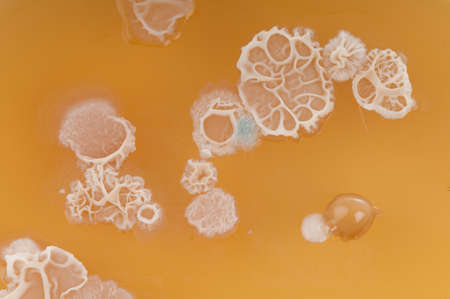 Bacterial colonies mainly Bacillus subtilis  probably  from dirty hands cultured on malt agar in a petrie dish   Macro の写真素材