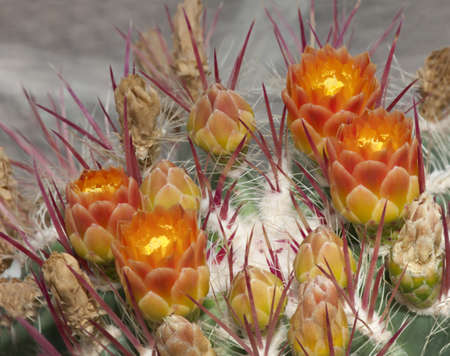 Close up of the glowing orange and yellow flowers of Ferocactus pilosus showing the red spines and masses of white hairs の写真素材