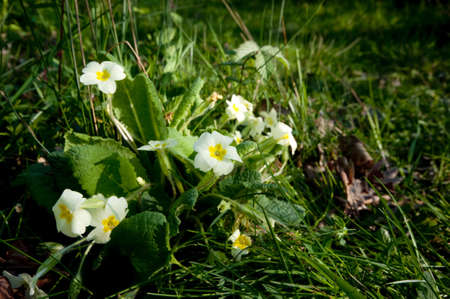 A wild primrose plant  Primula vulgaris  in the ancient Foxley woods in England の写真素材