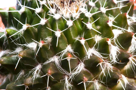 Close up of the green lobes, white hairs and spines of a cactus (probably Corypantha sp).