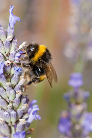 Bumble bee  Bombus terrestris  on lavender flower in England 