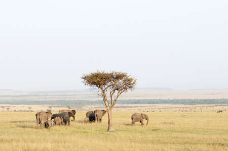 Herd of elephant in the Masai Mara, Kenya walking past an Acacia tree in the early morning heading out into the vast rolling plains of the Mara の写真素材