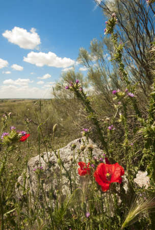 Wild flowers, with a poppy in the foreground, a rock and blue summer sky の写真素材