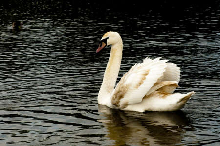 Young Mute Swan  Cygnus olor , swimming on dark waterの写真素材