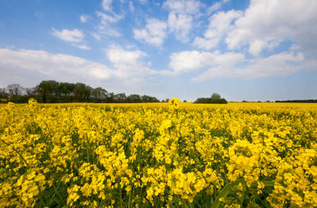Bright yellow fields of Oilseed Rape or Canola  Brassica napus   in full flower in Spring in England against a blue sky の写真素材
