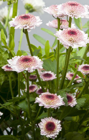Several attractive Scabiosa flowers in a bunch of cut flowers.