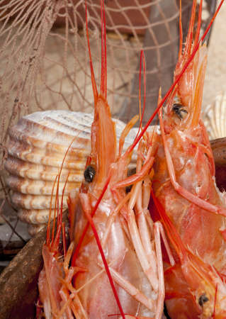 Closeup of the heads of raw red prawns with a maritime background of sand, seashells, a driftwood...
