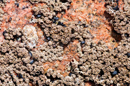 Barnacles, limpets and mussels on an exposed granite rocky shore at low tide on the Atlantic coast...