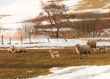 Ewes with newborn lambs in the snow .  Evening sunshine.の写真素材