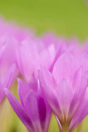 Close up of the flowers of Colchicum sp,  Autumn Crocuses, in early autumn in an English garden.の写真素材
