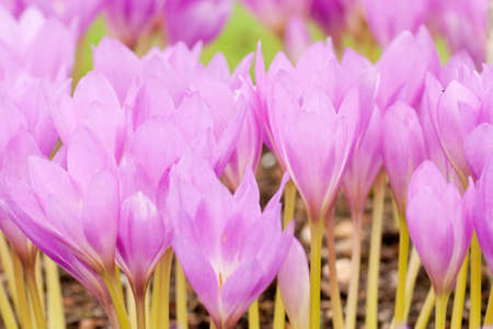Close up of the flowers of Colchicum sp,  Autumn Crocuses, in early autumn in an English garden.の写真素材
