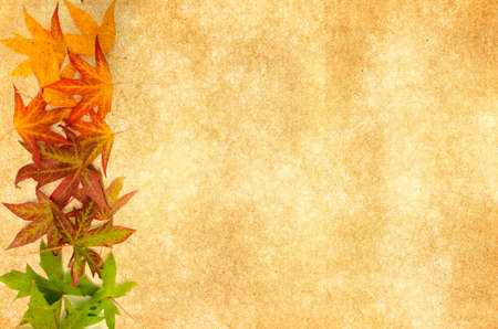 Autumn maple leaves arranges from green through red and purple to yellow along the  border of an...