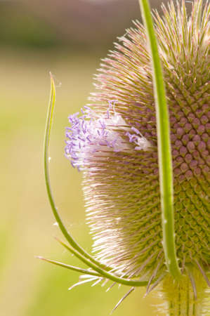 Flower head of the Wild Teasel, Dipsacus fullonum, from a Norfolk fen in England. Prickly but delicate.の写真素材