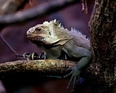 Iguana delicatissima the Lesser Antillean Iguana endemic to the Lesser Antilles.  Portrait of left side on a tree branch.  Deep purple background.の写真素材