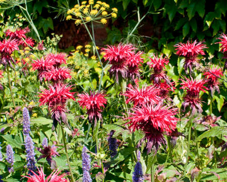 Common beebalm (Monarda didyma) flowers in the gardens of Chartwell House, Winston Churchill's home until his death in 19654.  He was a keen gardener.  Pink spiky flowers in a mixed plot.の写真素材