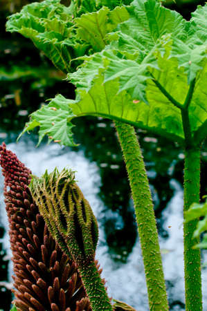 Detail of the South American Gunnera manicata, or giant rhubarb showing leaf and stem spines, leaf bud and flower next to a pond.の写真素材