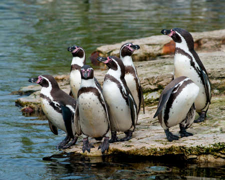 Group of seven endangered Humboldt Penguins on a rock on the edge of the water seemingly uncertain about whether to dive in.の写真素材