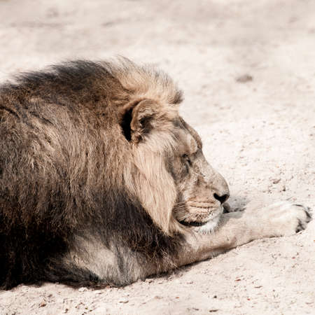 Calm, resting male lion with paw outstretched lying on rocky sandの写真素材