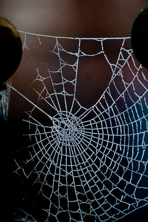 Spider's web covered by ice crystals from frozen dew.  Backlit in the early morning glowing against a dark background.の写真素材