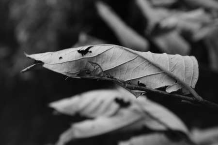 Burnt and Dry Leaves - Monochrome Imageの写真素材