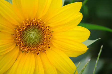 Sunflower with the dew drops