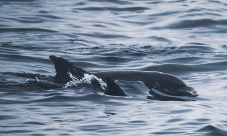 Dolphinの写真素材