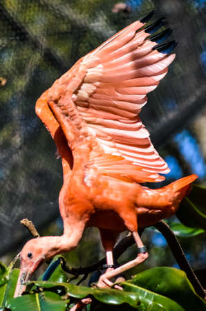 The Scarlet Ibis, Eudocimus ruber is a species of bird in the ibis family Threskiornithidae.の写真素材
