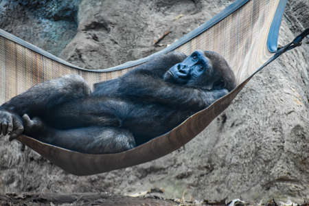 Gorilla in a hammock. The gorilla is resting in a hammock.の写真素材