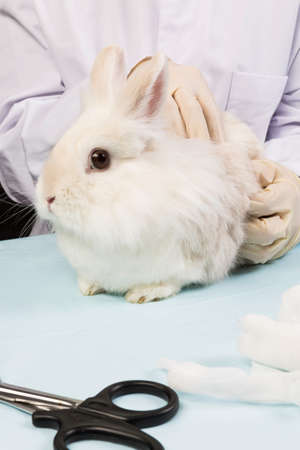 Veterinarian in treating rabbits during scanningの写真素材