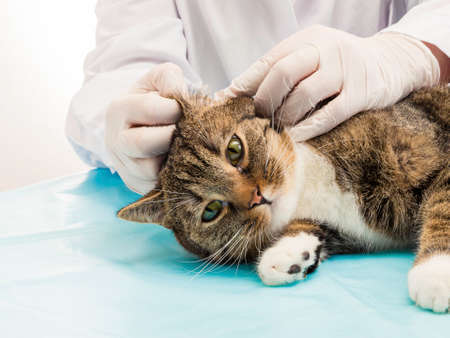 Veterinarian when treating ear mites in cats ofの写真素材
