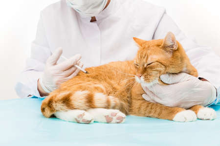 Provide veterinarian treatment syringeの写真素材