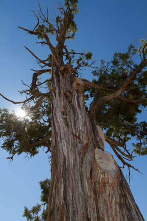 A view of a tree near the grand canyon.
