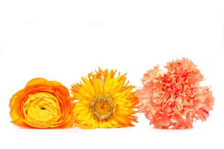 Yellow flower blossoms の写真素材