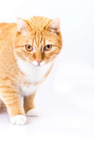 cats beautyの写真素材