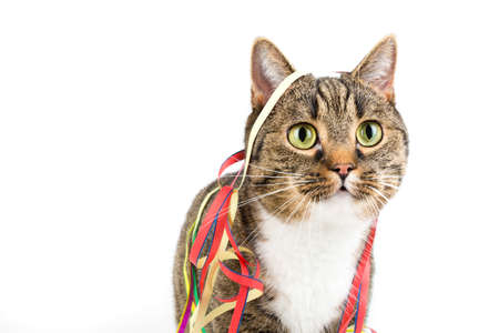 tiger cat with funny party decoration against white backgroundの写真素材