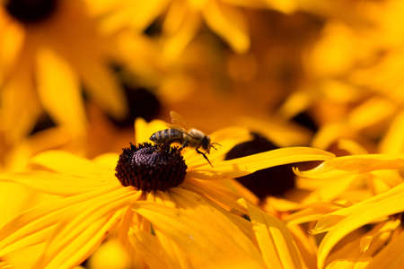 honeybee on yellow flowersの写真素材
